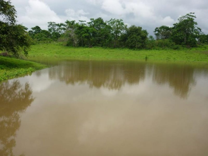 Terreno en Arriendo en Balzar Colimes, Guayas