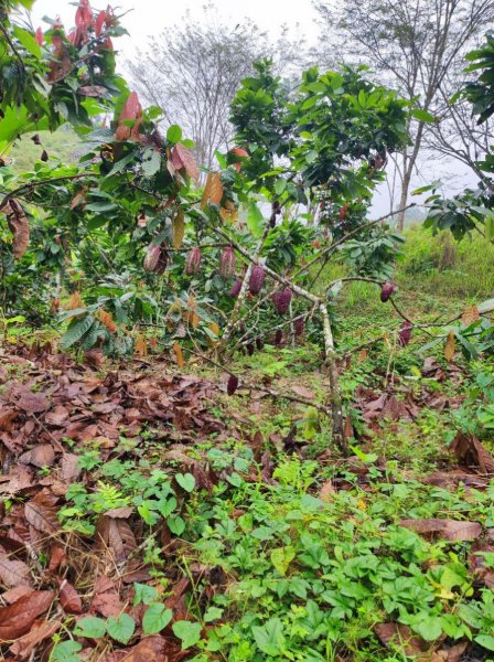 Finca en Arriendo en El Rosario El Carmen, Manabi