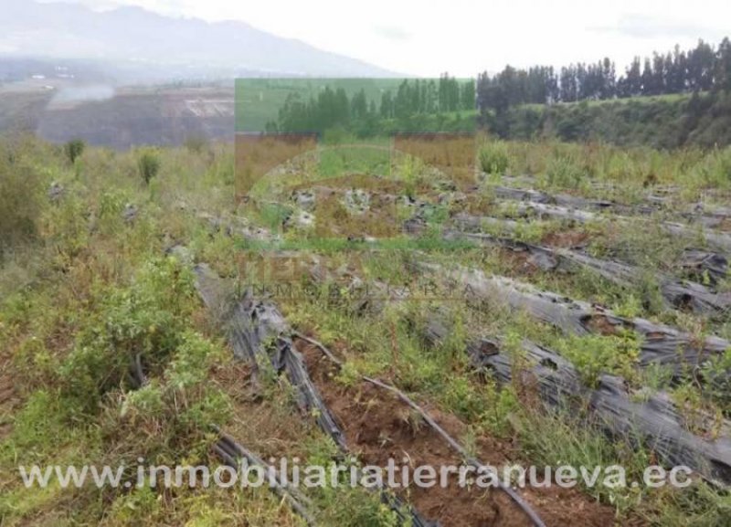 Foto Terreno en Venta en OTON, cayambe, Pichincha - U$D 250.000 - TEV26474 - BienesOnLine