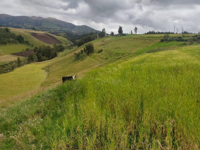 Terreno en Venta en  Cayambe, Pichincha