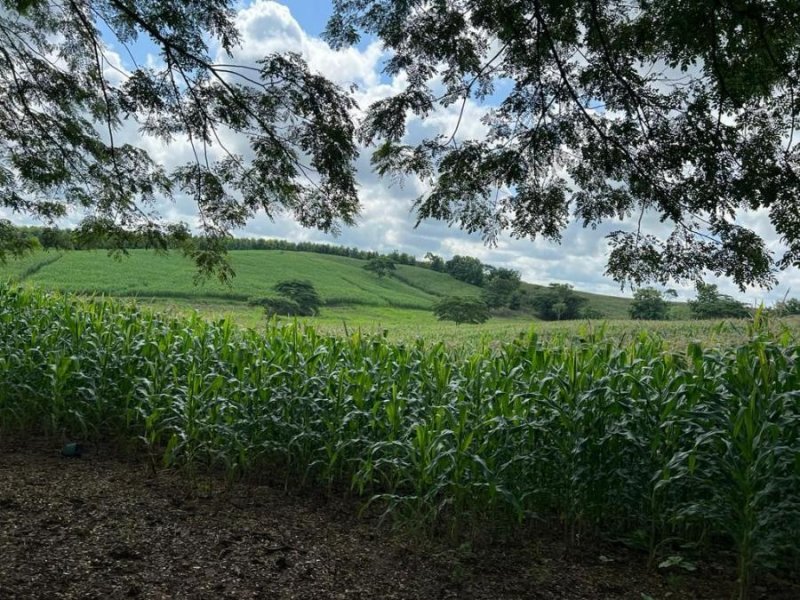 Finca en Venta en  olmedo, Guayas