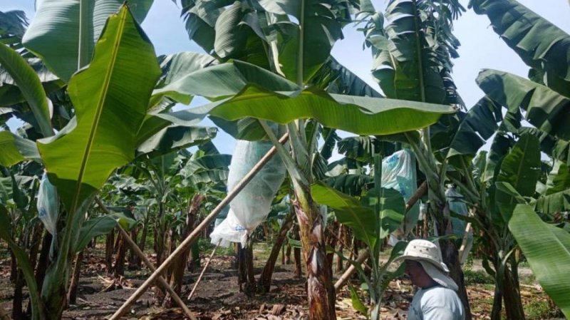 Finca en Venta en  Valencia, Los Rios