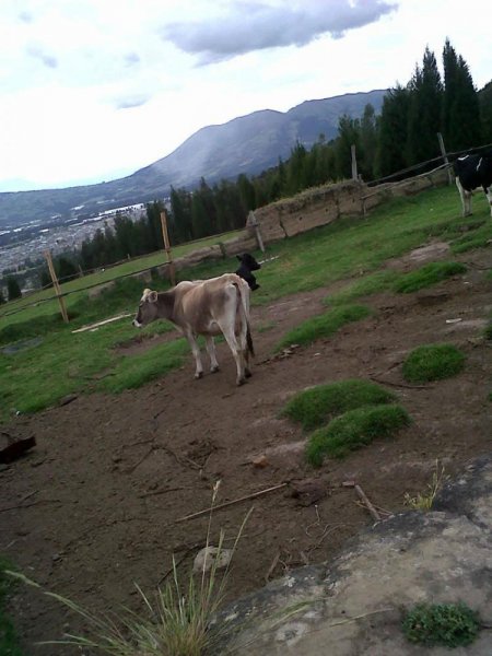 Finca en Venta en CAYAMBE Cayambe, Pichincha