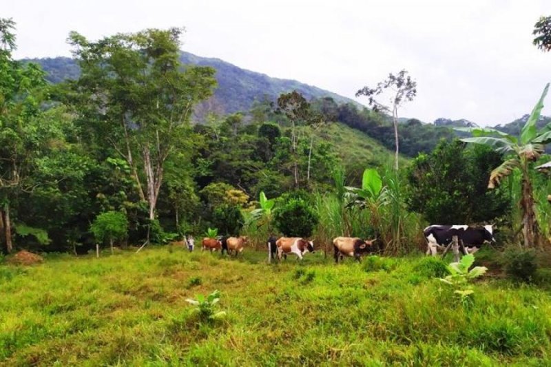 Finca de venta en Tandapi