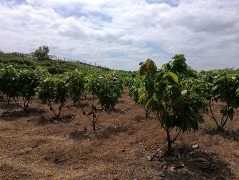 Finca en Venta en  Guayaquil, Guayas