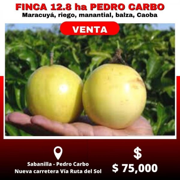 Finca en venta de 12 hectareas en Pedro Carbo de OPORTUNIDAD con 6 ha de maracuyá, Agua y luz