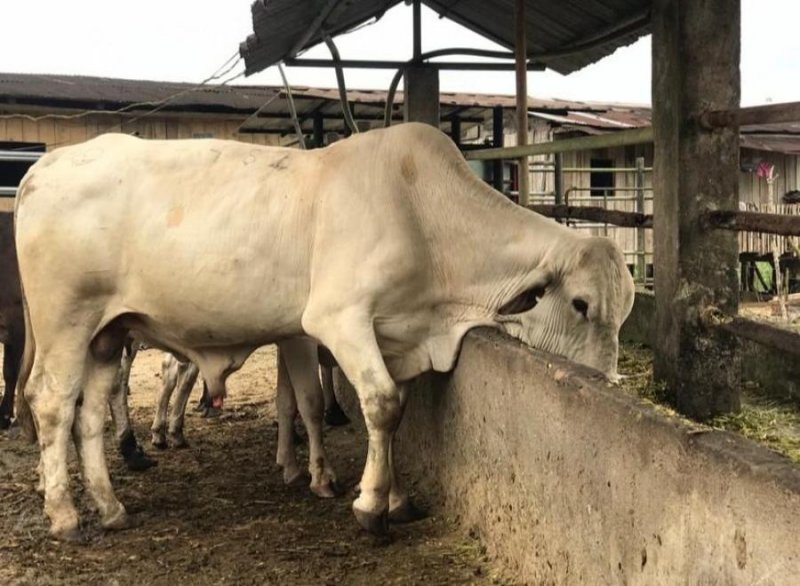 Hacienda en Venta en  Santo Domingo, Santo Domingo de los Tsachilas