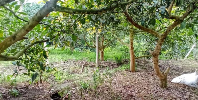 Terreno en Venta en Guayllabamba Quito, Pichincha