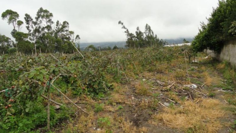 Terreno en Venta en  Antonio Ante, Imbabura