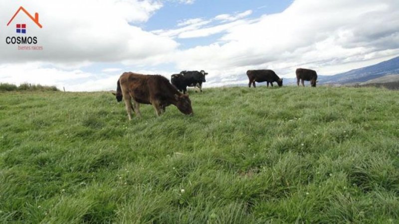 Hacienda en Venta en  Cayambe, Pichincha