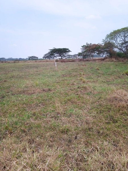 Foto Terreno en Venta en Buijo, Samborondón, Guayas - U$D 87.750 - TEV37892 - BienesOnLine