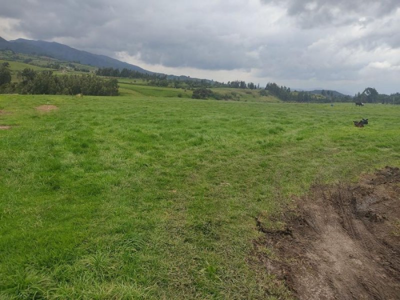 UNA HECTÁREA PLANA A LA PANA VÍA CAYAMBE OLMEDO