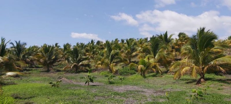 Finca en Venta en Santa Elena SAN ANTONIO, Santa Elena