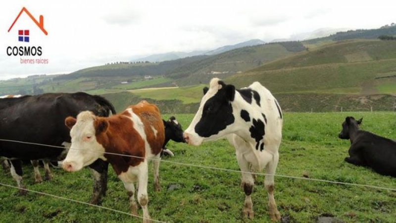 Hacienda en Venta en  Cayambe, Pichincha