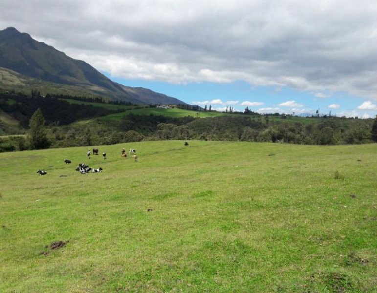 VENDO HERMOSA PROPIEDAD DE 92 HECTÁREAS EN OTAVALO