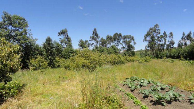 Terreno en Venta en  Antonio Ante, Imbabura