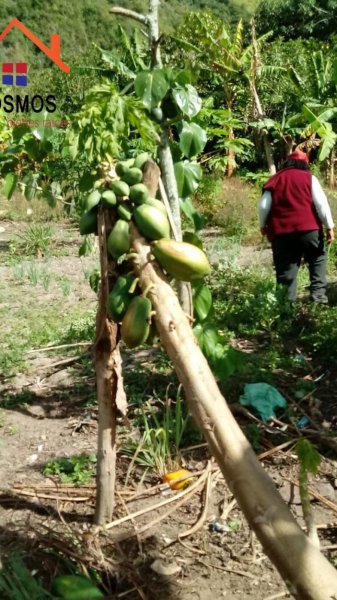 Terreno en Venta en  Cotacachi, Imbabura